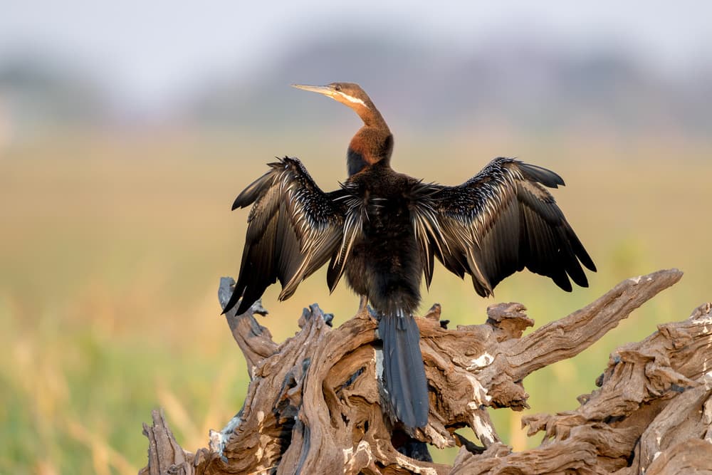 Anhinga Drying Wings by Alessandro Catta — canvas wall art