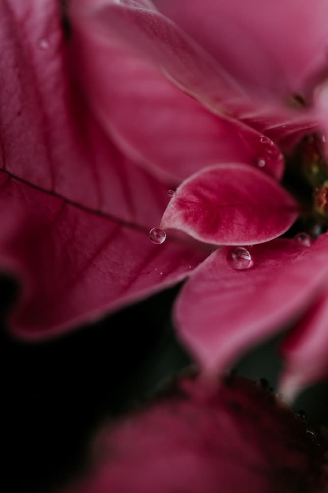 Vibrant Pink Dew Drops by Javier Pardina — canvas wall art