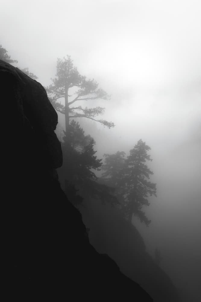 Misty Mountain Trees by Ryan Li — canvas wall art
