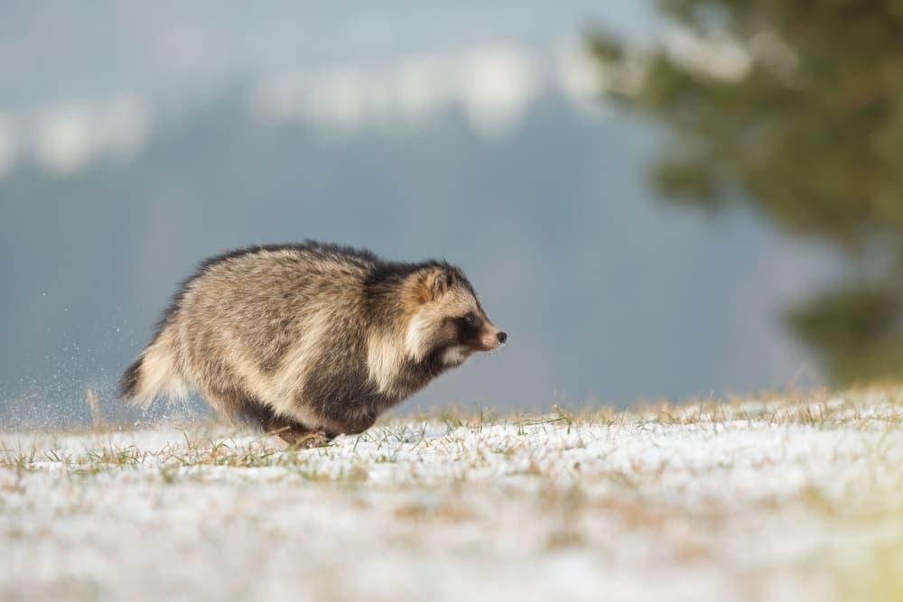 Running Tanuki In Snow by Milan Zygmunt — canvas wall art