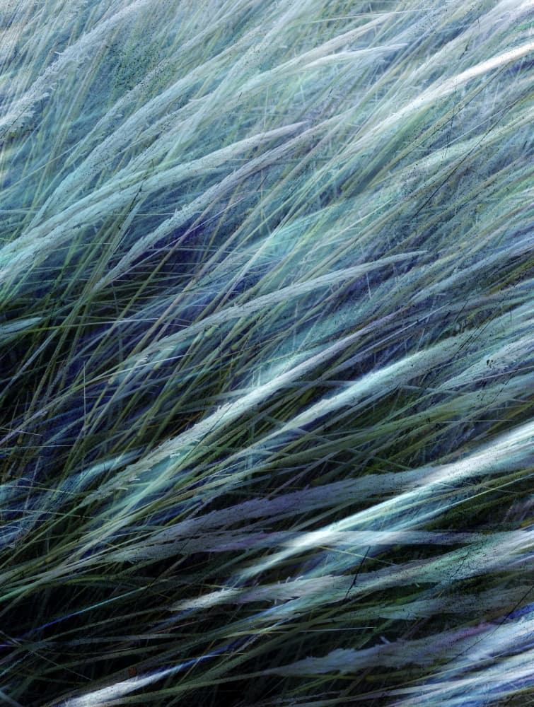 Flowing Teal Grass by Angelo Cerantola — canvas wall art