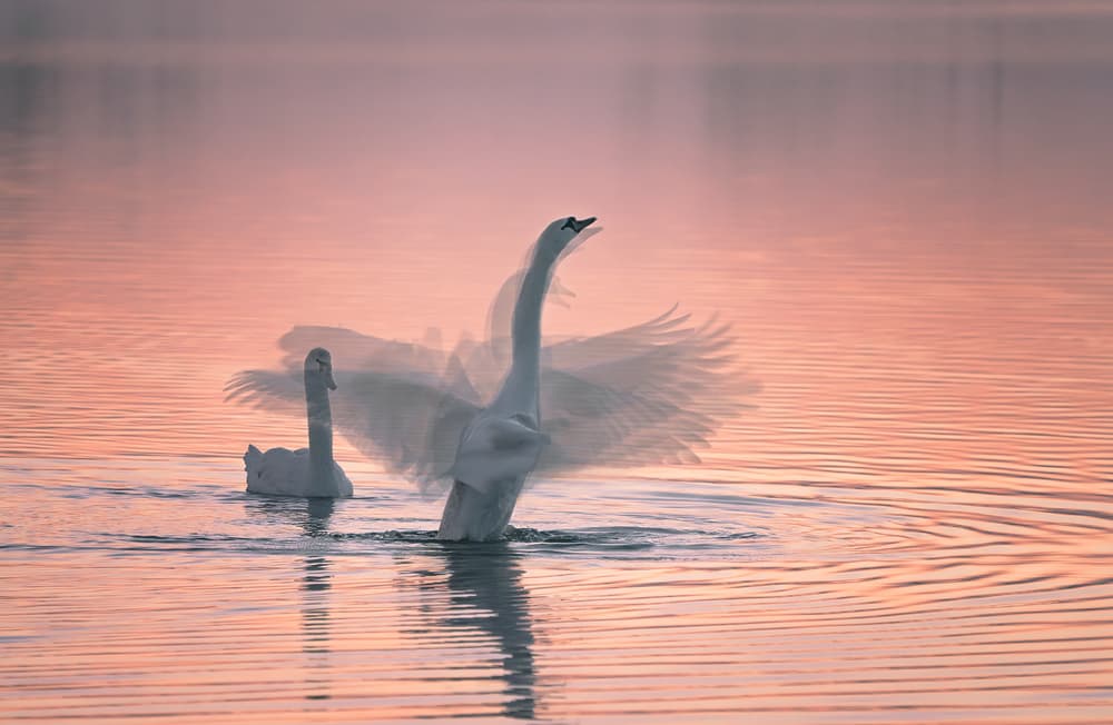 Flapping Swans Pink Sunset by Aidong Ning — canvas wall art