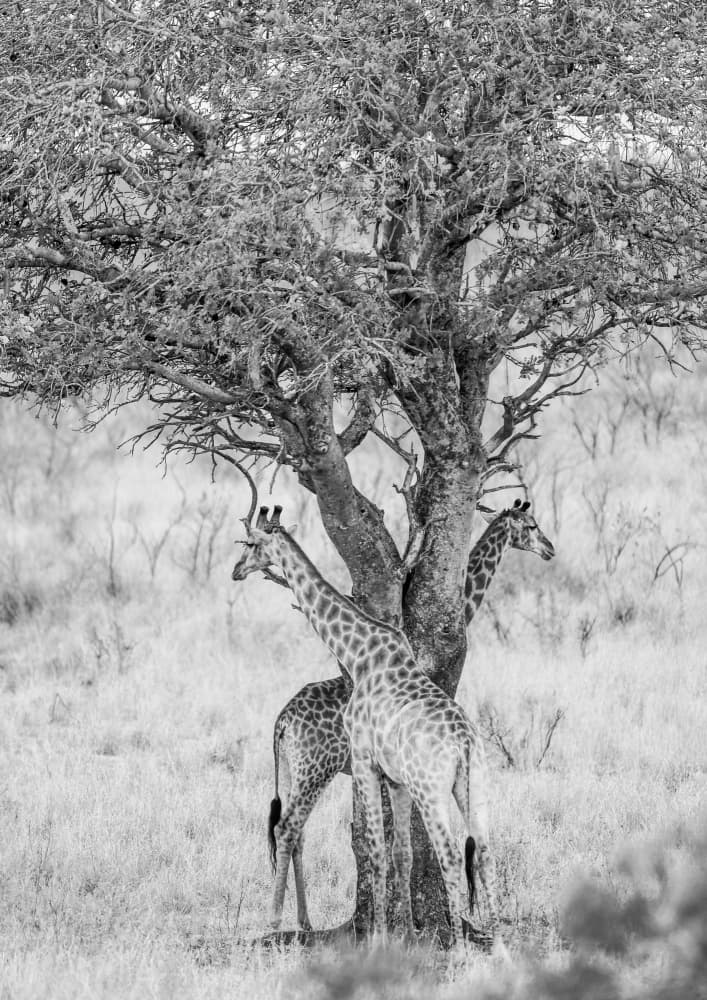 Under African Skies by Shot by Clint — canvas wall art