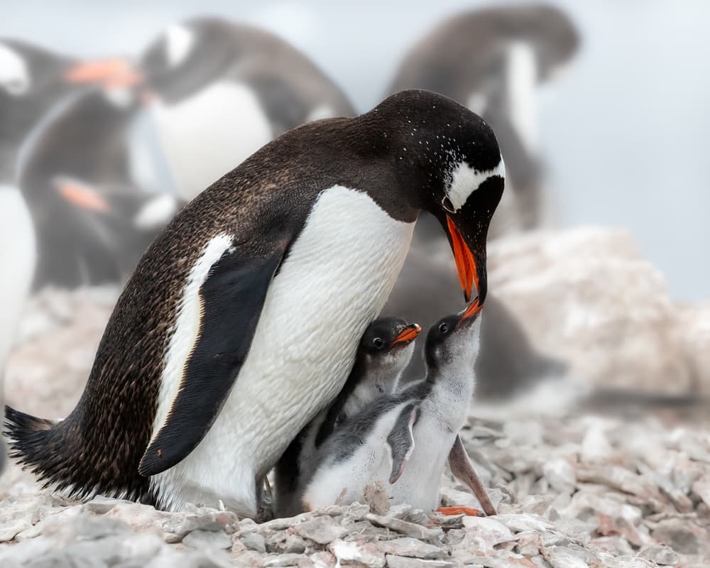 Penguin Parent Feeding Chicks by Siyu_Wei APA — canvas wall art