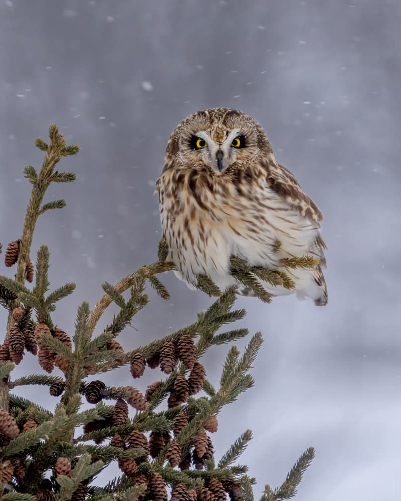 Watchful Winter Owl by Donald Luo — canvas wall art