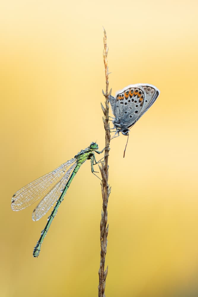 Morning Dew Damselfly Butterfly by Daan de Vos — canvas wall art