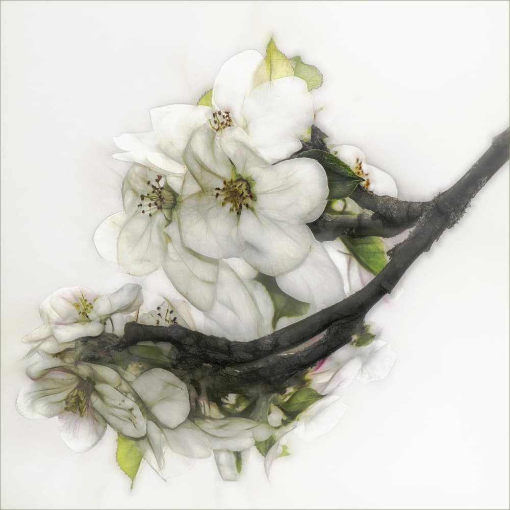 Delicate White Blossoms by Gilbert Claes — canvas wall art