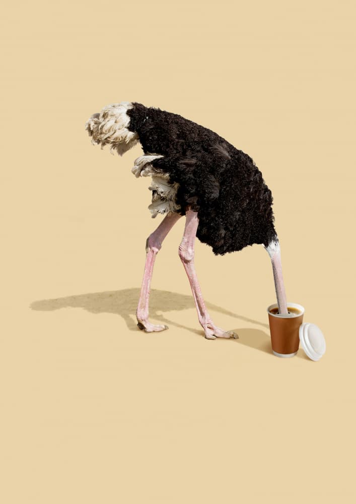 Ostrich Coffee Break by Artem Pozdniakov — canvas wall art