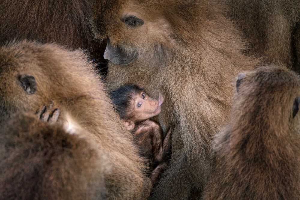 Baby Baboon Cuddle by Jesus Concepcion Alvarado — canvas wall art