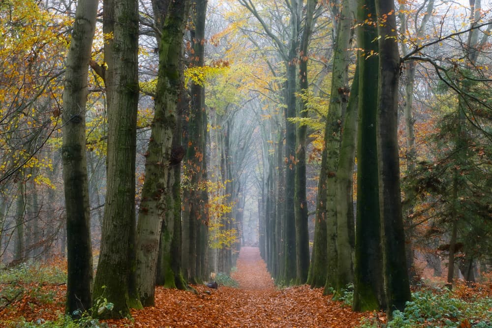Misty Autumn Forest Path by Hilda van der Lee — canvas wall art