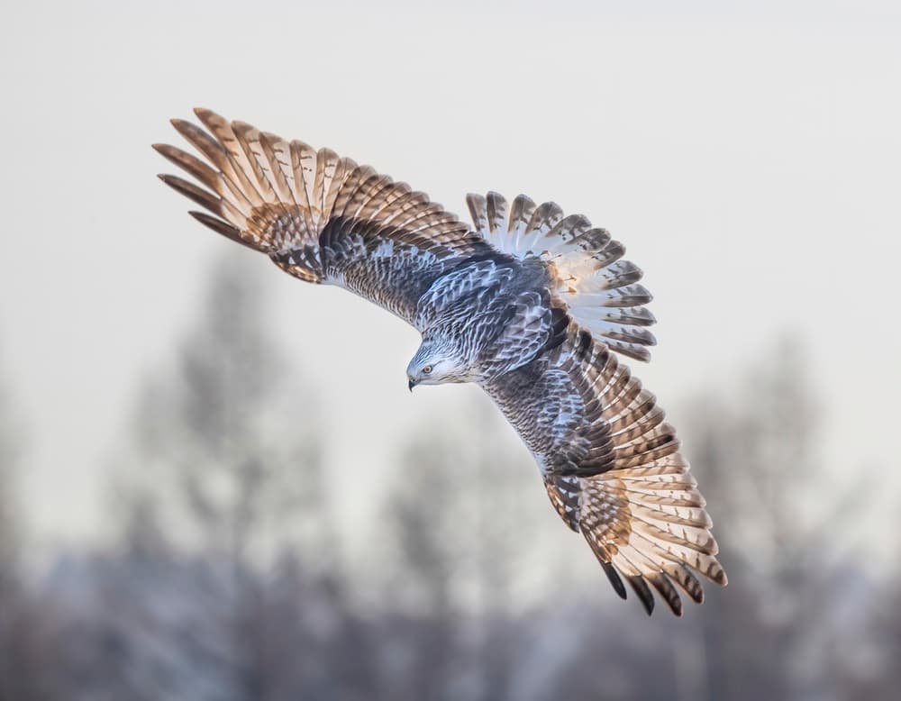 Majestic Hawk Flight by Judy Tseng — canvas wall art