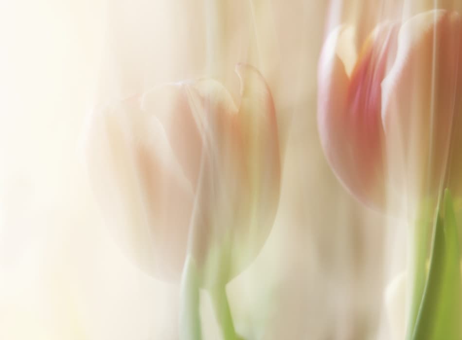 Soft Pink Tulips by Heidi Westum — canvas wall art