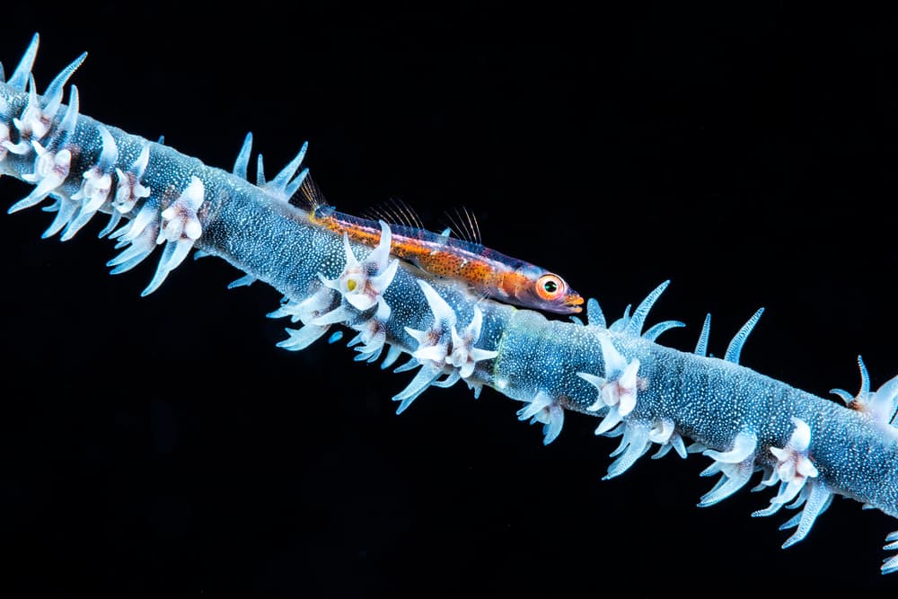 Goby On Whip Coral by Barathieu Gabriel — canvas wall art