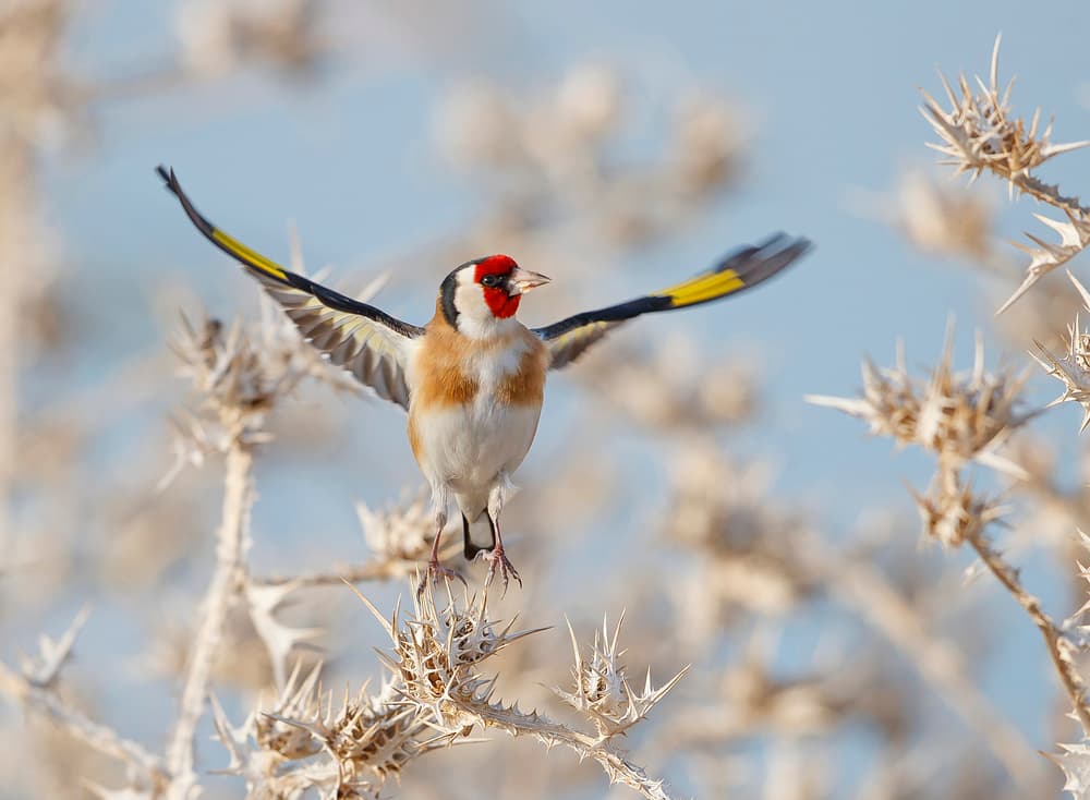 Goldfinch In Flight by Shlomo Waldmann — canvas wall art