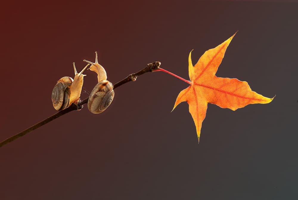 Snails Autumn Love by Summer2016 — canvas wall art