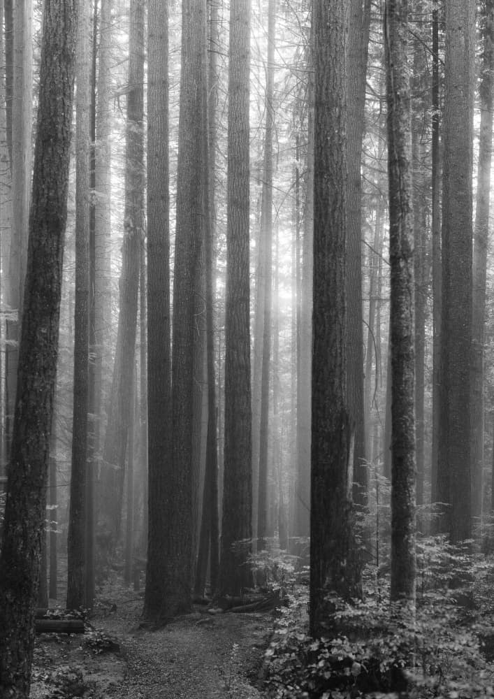 Path Through Misty Forest by Lynann Colligan — canvas wall art