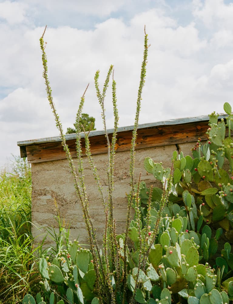 Southwest Desert Garden by Bethany Young — canvas wall art