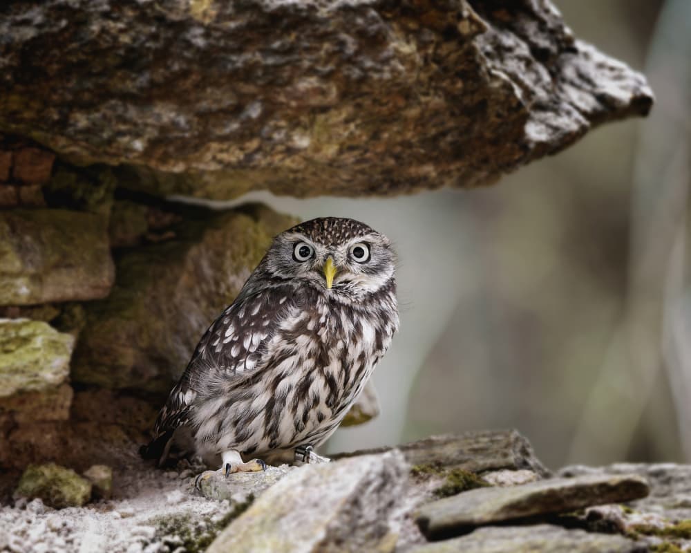 Watchful Little Owl by Michaela Firešová — canvas wall art