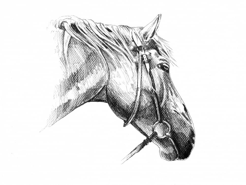 Majestic Horse Drawing by Kulik — canvas wall art