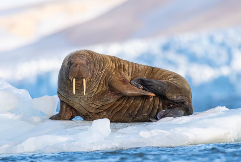Arctic Walrus On Ice by Manish Nagpal — canvas wall art