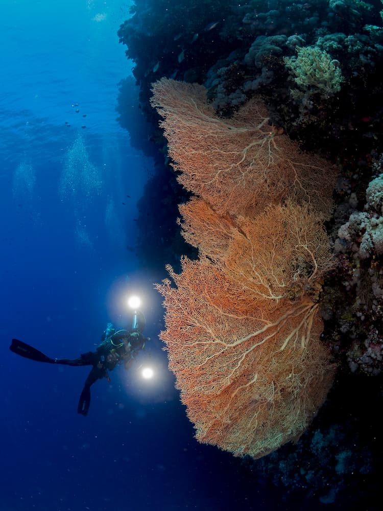 Diver Exploring Coral Wall by Ilan Ben Tov — canvas wall art