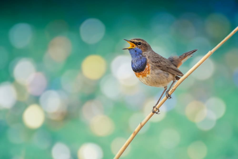 Singing Bluethroat Bird by אייל בר אור • Eyal Bar Or — canvas wall art