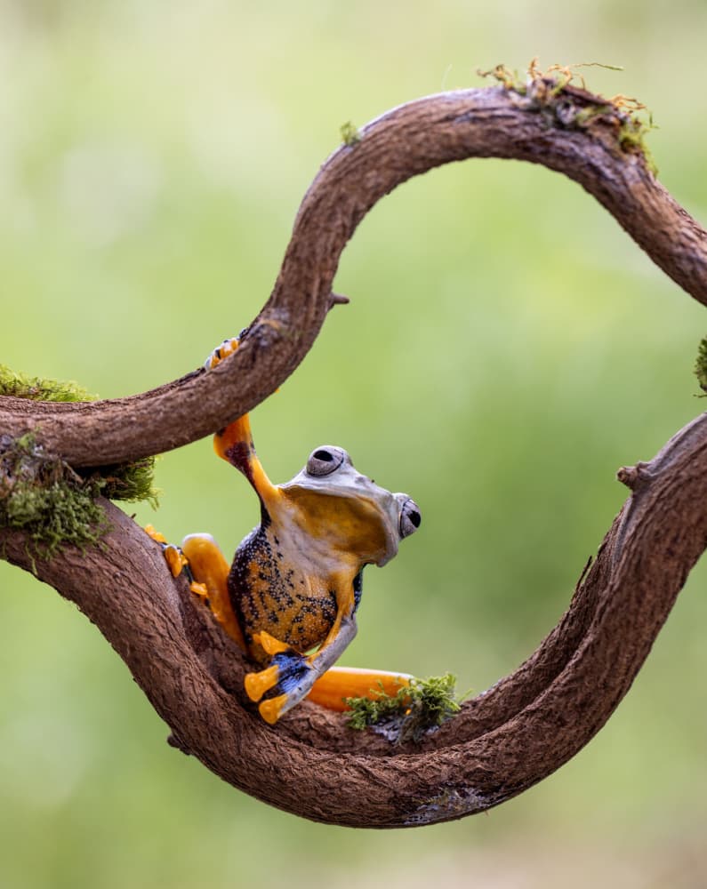 Hanging Orange Tree Frog by Sally Widjaja — canvas wall art