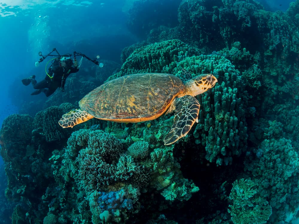 Underwater Turtle And Diver by Ilan Ben Tov — canvas wall art