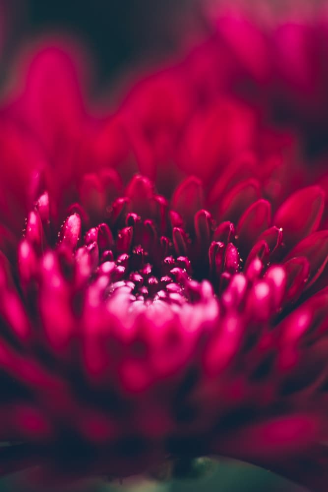 Vibrant Red Petals by Javier Pardina — canvas wall art