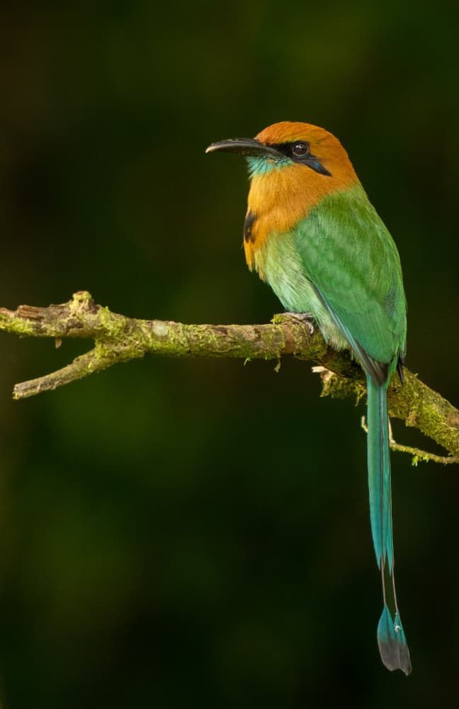 Vibrant Tropical Motmot by Rajat Dhesi — canvas wall art