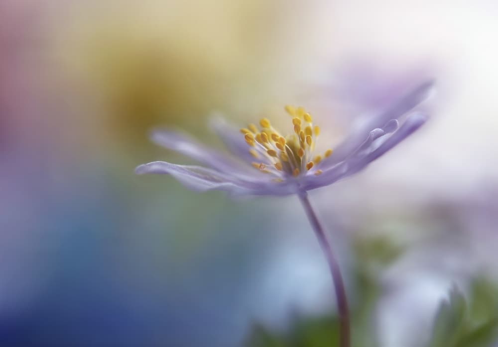 Soft Purple Bloom by Heidi Westum — canvas wall art