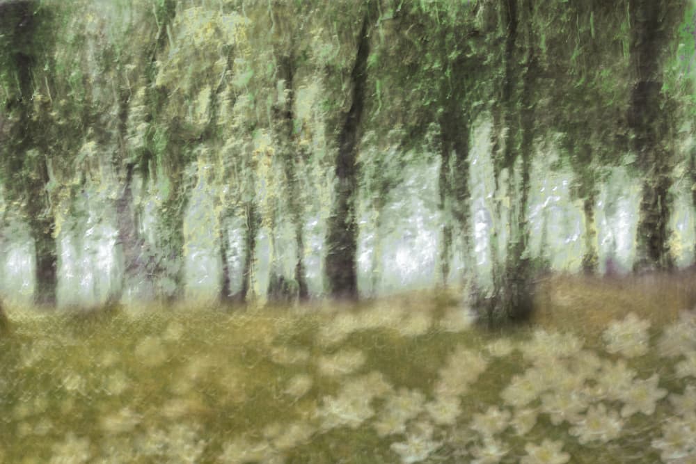 Dreamy Forest Flowers by Christina Sillen — canvas wall art
