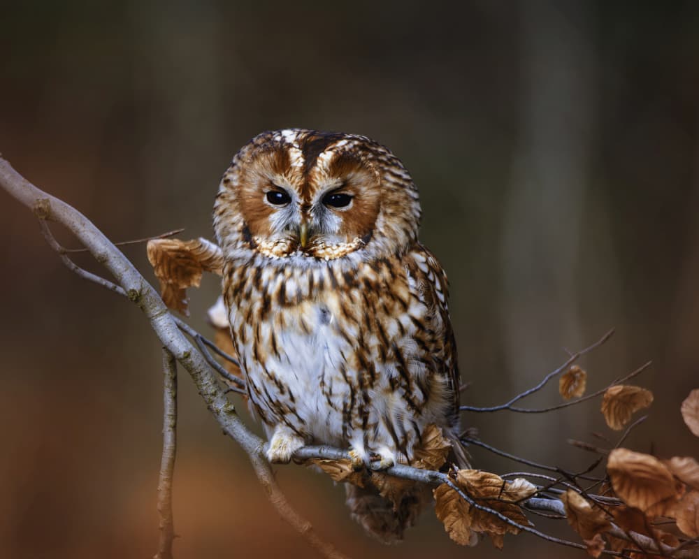 Watchful Tawny Owl by Michaela Firešová — canvas wall art