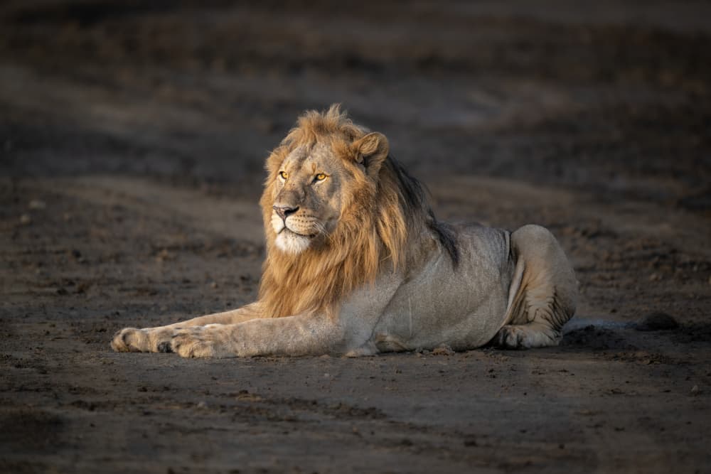 Majestic Lion Resting by Jeffrey C. Sink — canvas wall art
