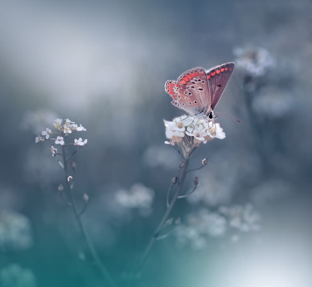 Delicate Butterfly Dream by Juliana Nan — canvas wall art