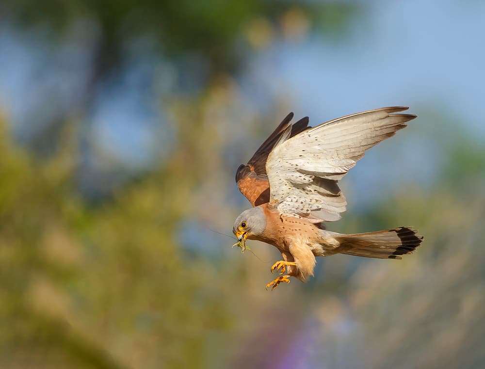 Kestrel Catching Insect by Shlomo Waldmann — canvas wall art