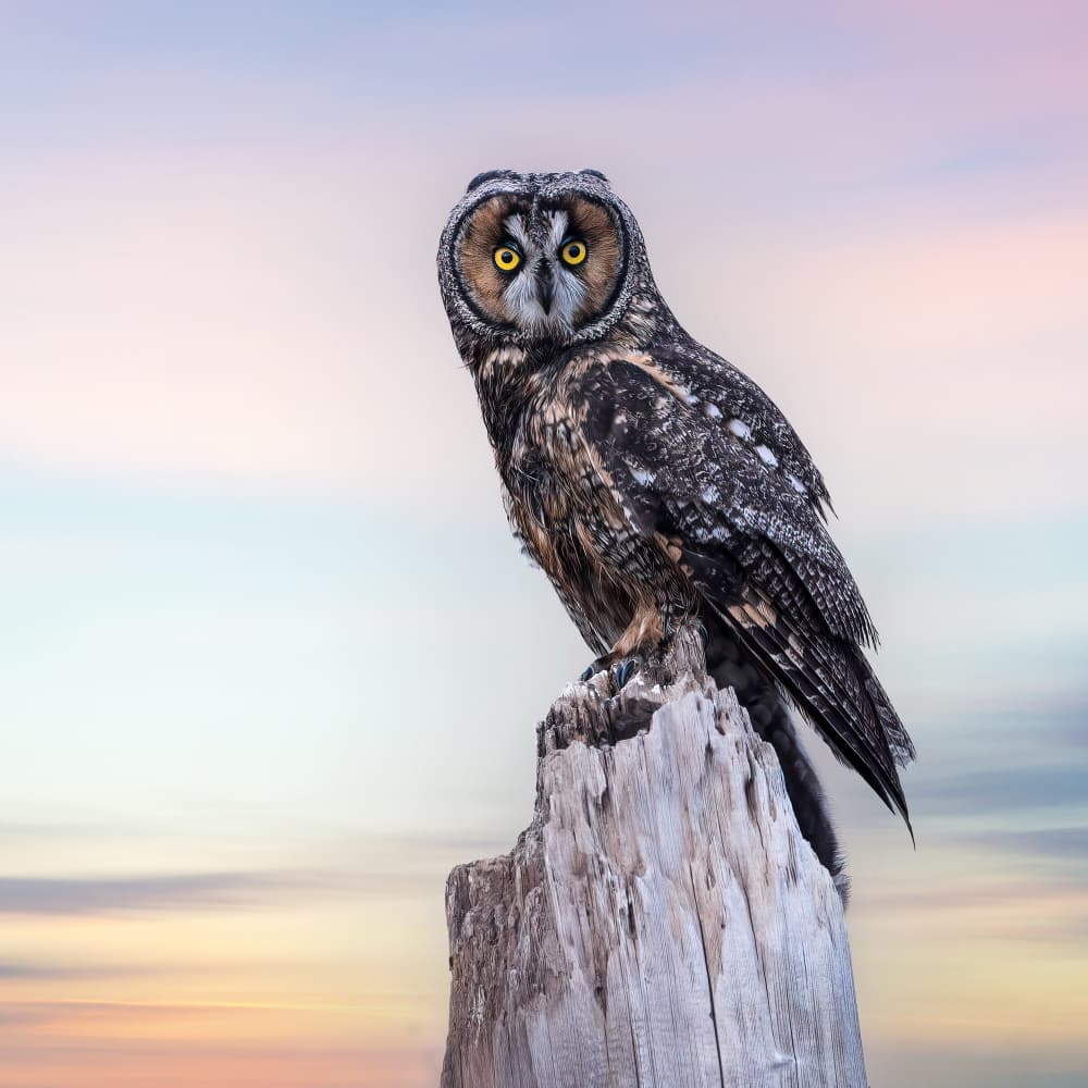 Majestic Long-Eared Owl by Taksing (吉星高照) — canvas wall art