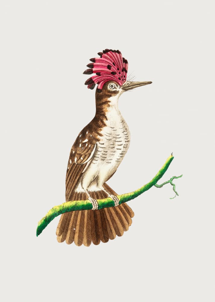 Crested Tody by George Shaw — canvas wall art