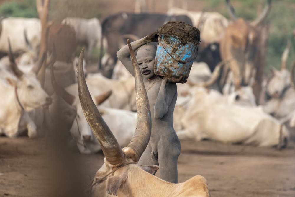 Mud Boy And Longhorns by Svetlin Yosifov — canvas wall art