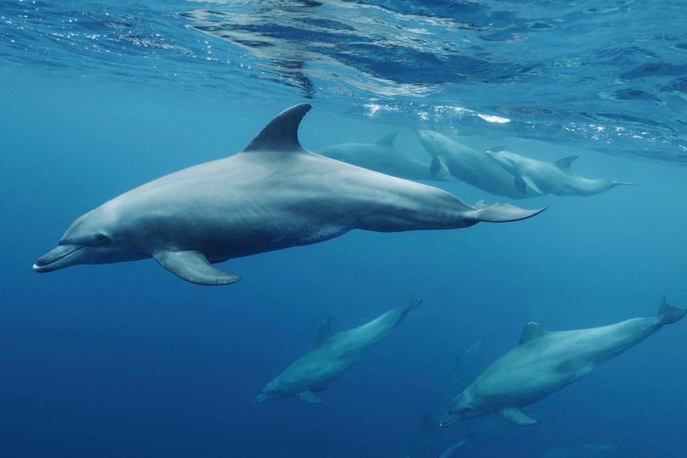 Dolphins in Blue Ocean by Serge Melesan — canvas wall art