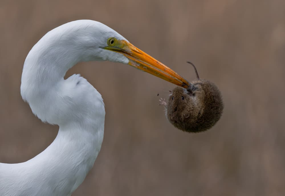 Egret Catches Vole by Johnson Huang — canvas wall art