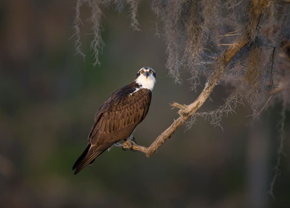 Watchful Osprey Perched by Greg Barsh — canvas wall art