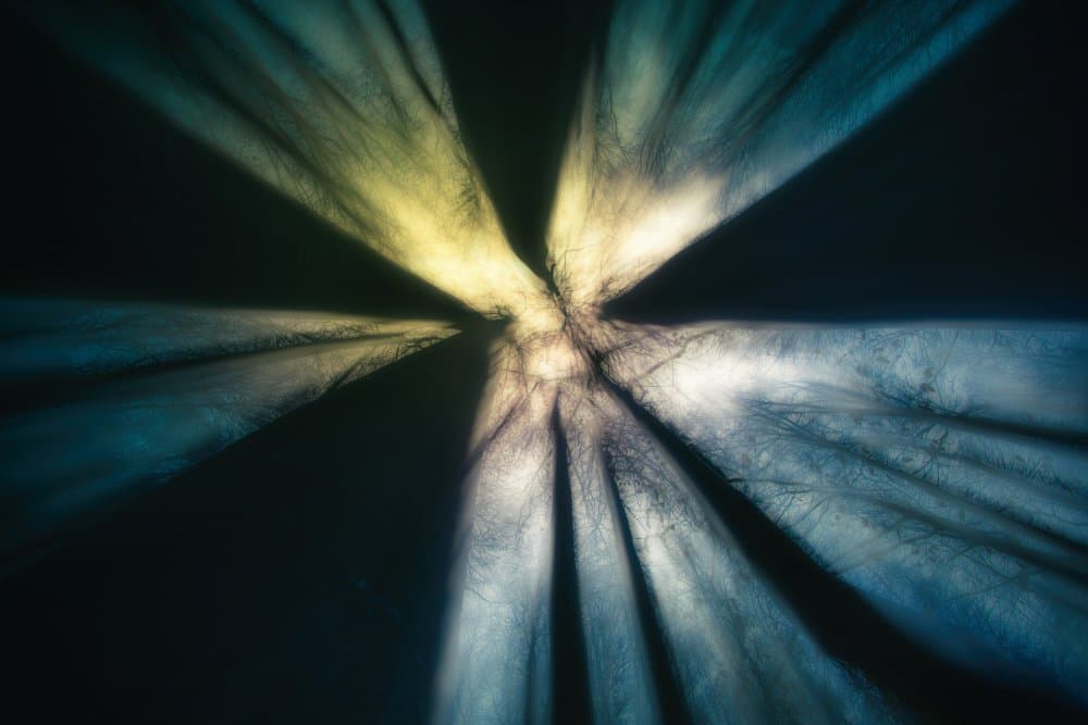 Radiant Forest Abstract by Dusan Ignac — canvas wall art