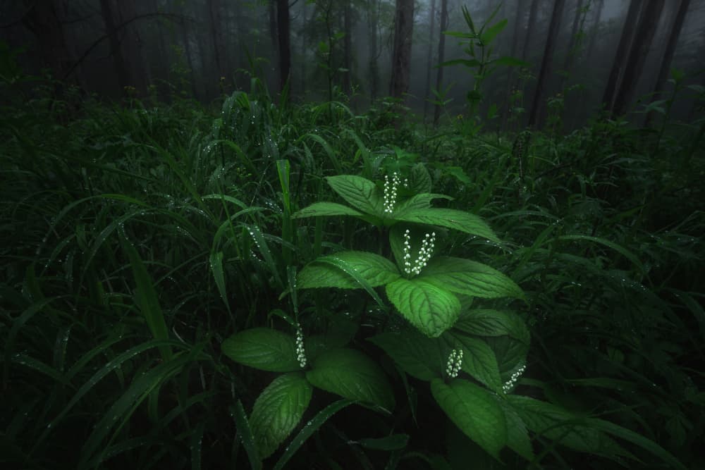Serene Forest Blooms by Masaki Sugita — canvas wall art