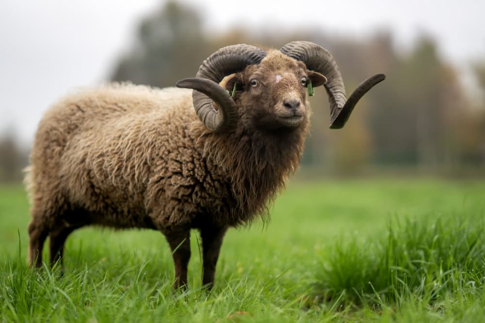 Majestic Ram in Field by Gert van den Bosch — canvas wall art