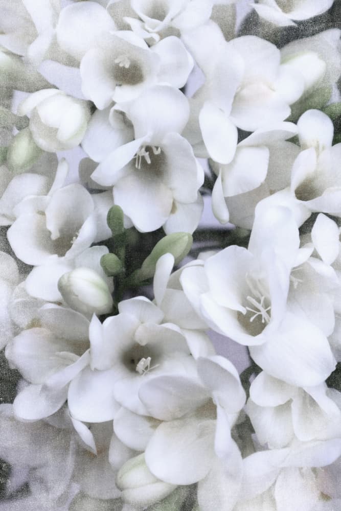 Delicate White Freesia by Rosana Laiz Blursbyai — canvas wall art