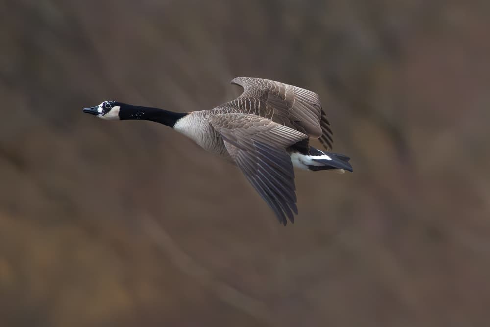 Canada Goose in Flight by Allan Wallberg — canvas wall art