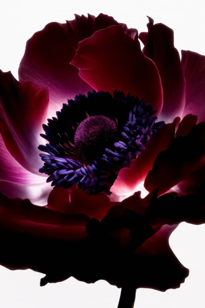 Vibrant Purple Anemone by Minorstep — canvas wall art