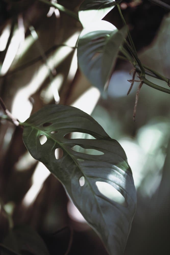 Monstera Leaf Sunlight by Pictufy Studio III — canvas wall art
