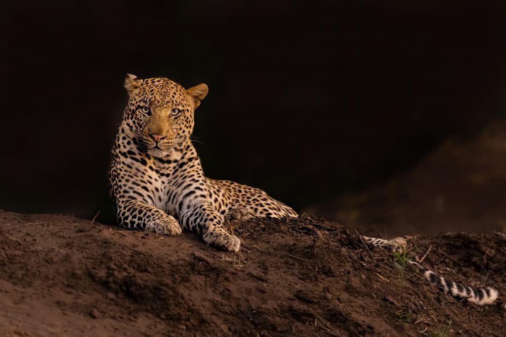 Leopard's Golden Gaze by Jun Zuo — canvas wall art